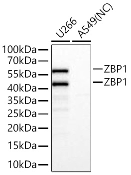 Western blot analysis of various lysates using ZBP1 Rabbit mAb at 1:11000 dilution incubated overnight at 4℃.|Secondary antibody: HRP-conjugated Goat anti-Rabbit IgG (H+L) at 1:10000 dilution.|Lysates/proteins: 25 μg per lane.|Blocking buffer: 3% nonfat dry milk in TBST.|Detection: ECL Basic Kit.|Negative control (NC): A549|Exposure time: 1s.