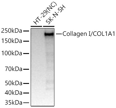 Western blot analysis of various lysates using Collagen I/COL1A1 Rabbit mAb at 1:5000 dilution incubated overnight at 4℃.|Secondary antibody: HRP-conjugated Goat anti-Rabbit IgG (H+L) at 1:10000 dilution.|Lysates/proteins: 25 μg per lane.|Blocking buffer: 3% nonfat dry milk in TBST.|Detection: ECL Basic Kit.|Negative control (NC): HT-29|Exposure time: 0.5s.