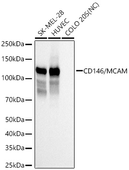 Western blot analysis of various lysates using CD146/MCAM Rabbit mAb at 1:5000 dilution incubated at room temperature for 1.5 hours.|Secondary antibody: HRP-conjugated Goat anti-Rabbit IgG (H+L) at 1:10000 dilution.|Lysates/proteins: 25 μg per lane.|Blocking buffer: 3% nonfat dry milk in TBST.|Detection: ECL Basic Kit.|Negative control (NC): COLO 205|Exposure time: 1s.