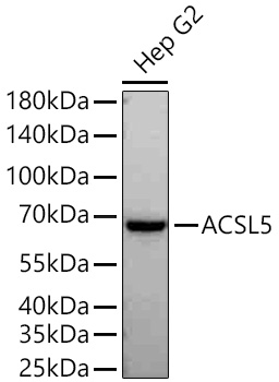 Western blot analysis of lysates from Hep G2 cells using ACSL5 Rabbit mAb at 1:5000 dilution incubated overnight at 4℃.|Secondary antibody: HRP-conjugated Goat anti-Rabbit IgG (H+L) at 1:10000 dilution.|Lysates/proteins: 25 μg per lane.|Blocking buffer: 3% nonfat dry milk in TBST.|Detection: ECL Basic Kit.|Exposure time: 45s.