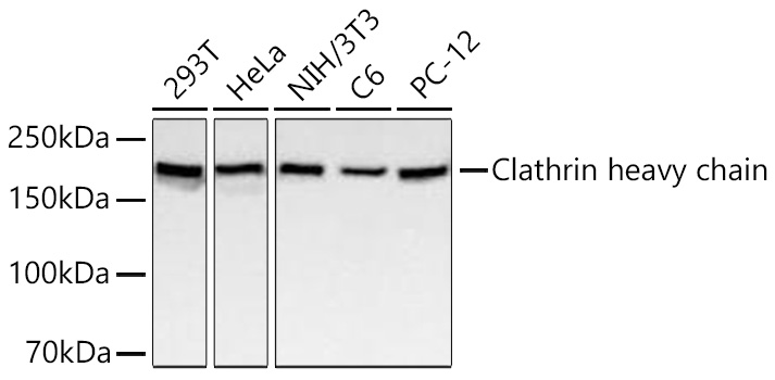 Western blot analysis of various lysates using Clathrin heavy chain Rabbit mAb at 1:5000 dilution incubated overnight at 4℃.|Secondary antibody: HRP-conjugated Goat anti-Rabbit IgG (H+L) at 1:10000 dilution.|Lysates/proteins: 25 μg per lane.|Blocking buffer: 3% nonfat dry milk in TBST.|Detection: ECL Basic Kit.|Exposure time: 1s.