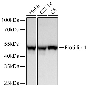 Western blot analysis of various lysates using [KO Validated] Flotillin 1 Rabbit mAb at 1:5000 dilution incubated overnight at 4℃.|Secondary antibody: HRP-conjugated Goat anti-Rabbit IgG (H+L) at 1:10000 dilution.|Lysates/proteins: 25 μg per lane.|Blocking buffer: 3% nonfat dry milk in TBST.|Detection: ECL Basic Kit.|Exposure time: 10s.