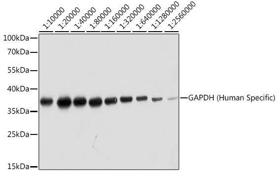 Western blot analysis of lysates from HeLa cells, using GAPDH (Human Specific)  Rabbit mAb at 1:10000-1:2560000 dilution.|Secondary antibody: HRP-conjugated Goat anti-Rabbit IgG (H+L) at 1:10000 dilution.|Lysates/proteins: 25μg per lane.|Blocking buffer: 3% nonfat dry milk in TBST.|Detection: ECL Basic Kit.|Exposure time: 10s.