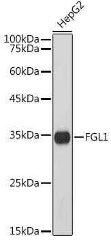 Western blot analysis of lysates from HepG2 cells, using FGL1 Rabbit mAb at 1:1000 dilution.|Secondary antibody: HRP-conjugated Goat anti-Rabbit IgG (H+L) at 1:10000 dilution.|Lysates/proteins: 25μg per lane.|Blocking buffer: 3% nonfat dry milk in TBST.|Detection: ECL Basic Kit.|Exposure time: 90s.