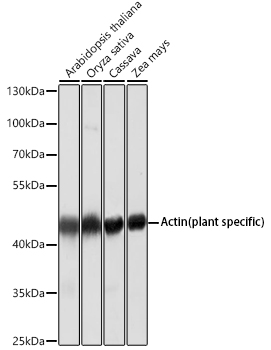Western blot analysis of various lysates using Actin (plant specific) Mouse mAb at 1:5000 dilution.|Secondary antibody: HRP-conjugated Goat anti-Mouse IgG (H+L) at 1:10000 dilution.|Lysates/proteins: 25 μg per lane.|Blocking buffer: 3% nonfat dry milk in TBST.|Detection: ECL Basic Kit.|Exposure time: 30 s.