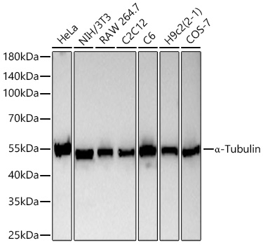 Western blot analysis of various lysates using α-Tubulin Mouse mAb at 1:20000 dilution incubated overnight at 4℃.|Secondary antibody: HRP-conjugated Goat anti-Mouse IgG (H+L) at 1:10000 dilution.|Lysates/proteins: 25 μg per lane.|Blocking buffer: 3% nonfat dry milk in TBST.|Detection: ECL Basic Kit.|Exposure time: 45s.