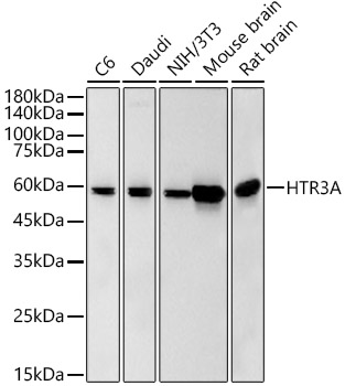 Western blot analysis of various lysates, using HTR3A Rabbit mAb at 1:2000 dilution.|Secondary antibody: HRP-conjugated Goat anti-Rabbit IgG (H+L) at 1:10000 dilution.|Lysates/proteins: 25μg per lane.|Blocking buffer: 3% nonfat dry milk in TBST.|Detection: ECL Basic Kit.|Exposure time: 30s.
